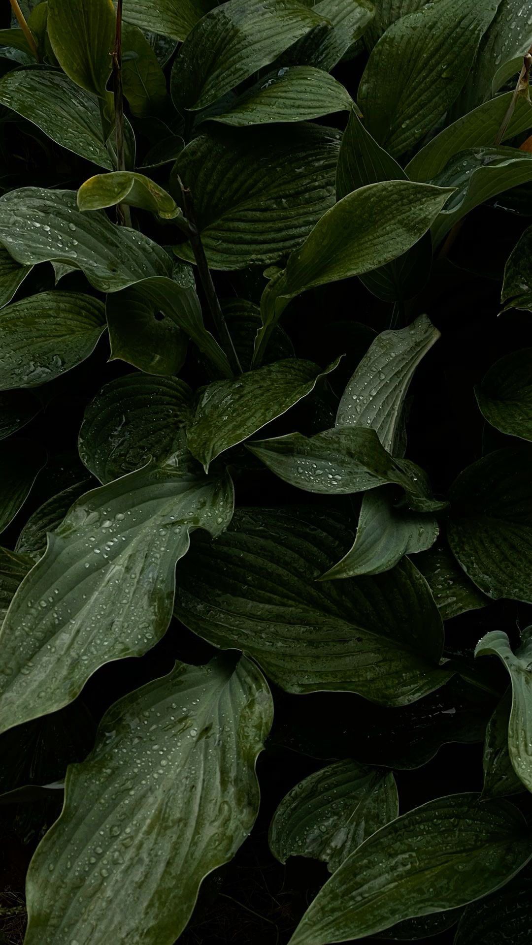 Follaje tropical verde intenso